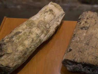 Τουρίστες έκλεψαν απολιθώματα από το απολιθωμένο δάσος της Λέσβου